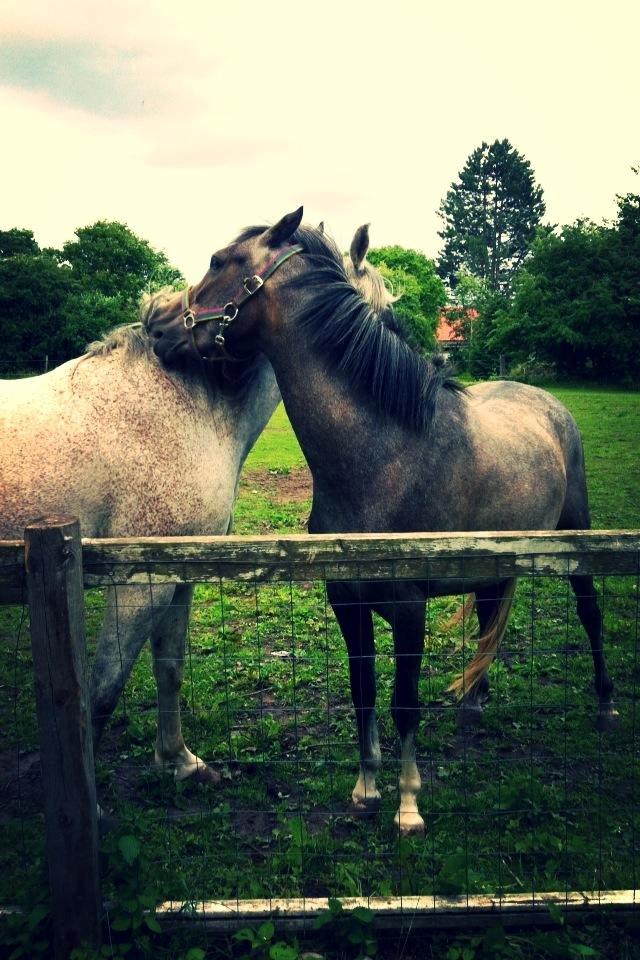 Anden særlig race Midnight Safari billede 8