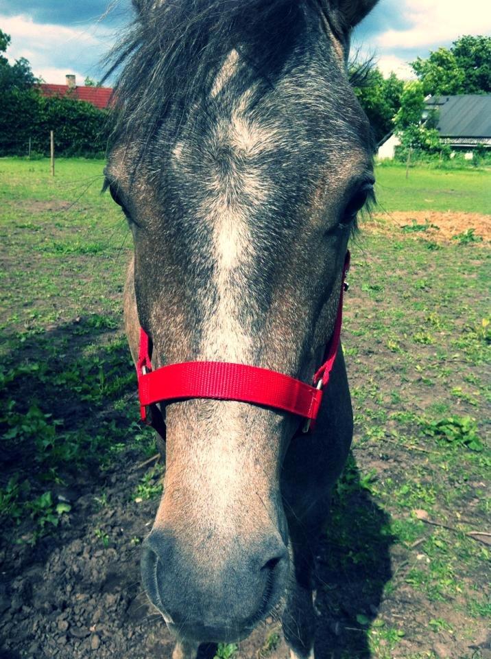 Anden særlig race Midnight Safari billede 7