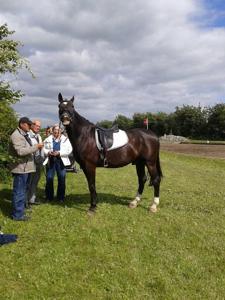 Oldenborg Opal Hjortelund billede 17