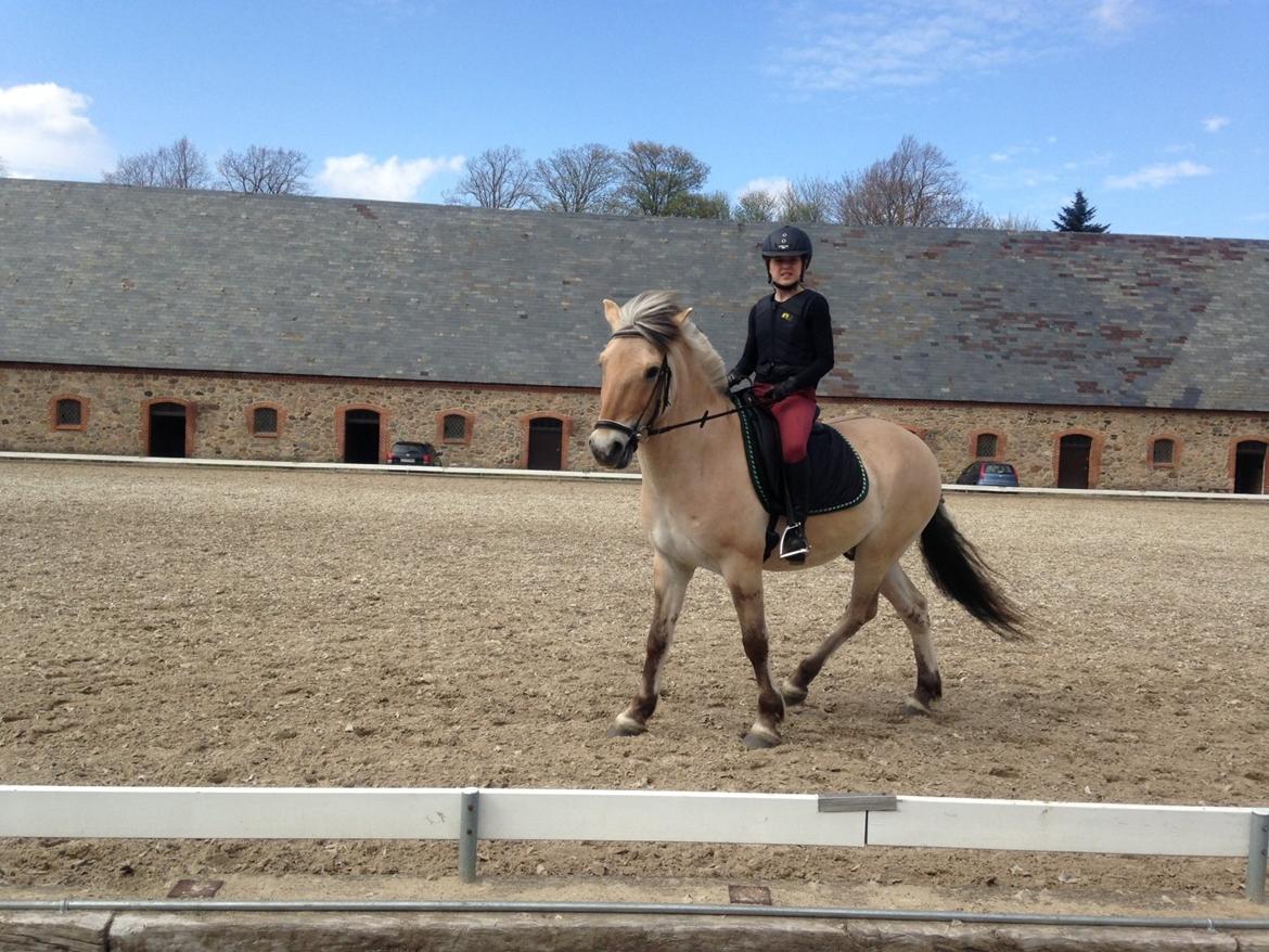 Fjordhest Fjolle billede 14