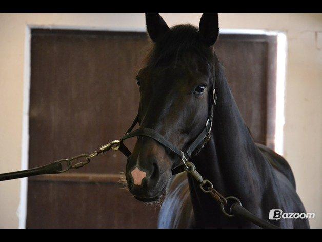 Dansk Varmblod Sir salvador - Baby! <3 billede 17