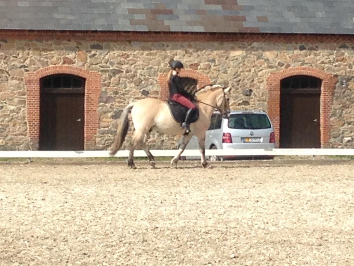 Fjordhest Fjolle billede 15