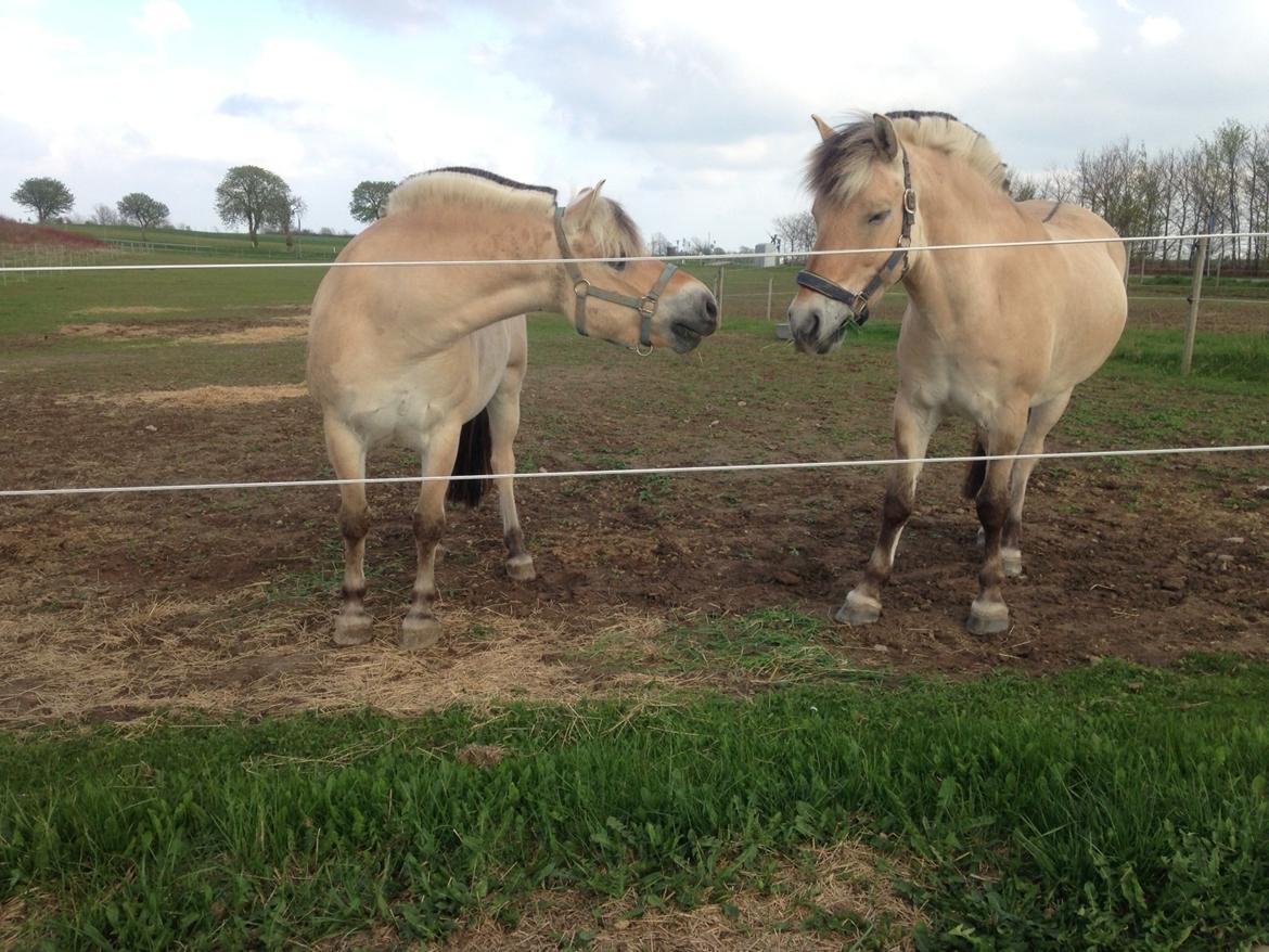 Fjordhest Fjolle billede 16