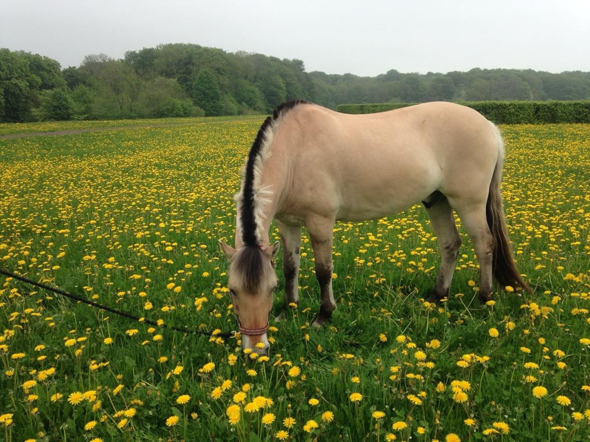 Fjordhest Fjolle billede 17