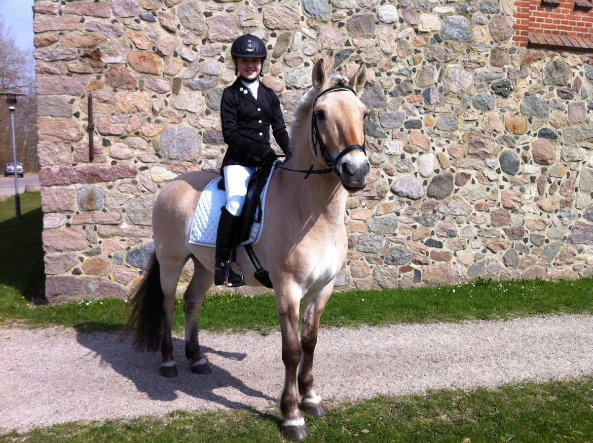 Fjordhest Fjolle billede 18