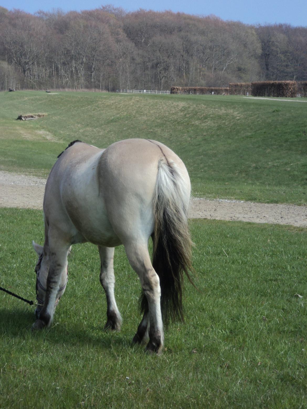 Fjordhest Fjolle billede 19