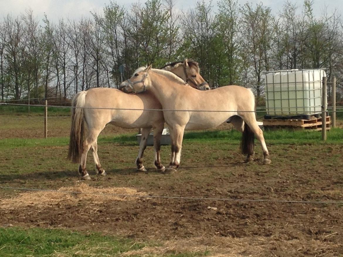 Fjordhest Fjolle billede 20