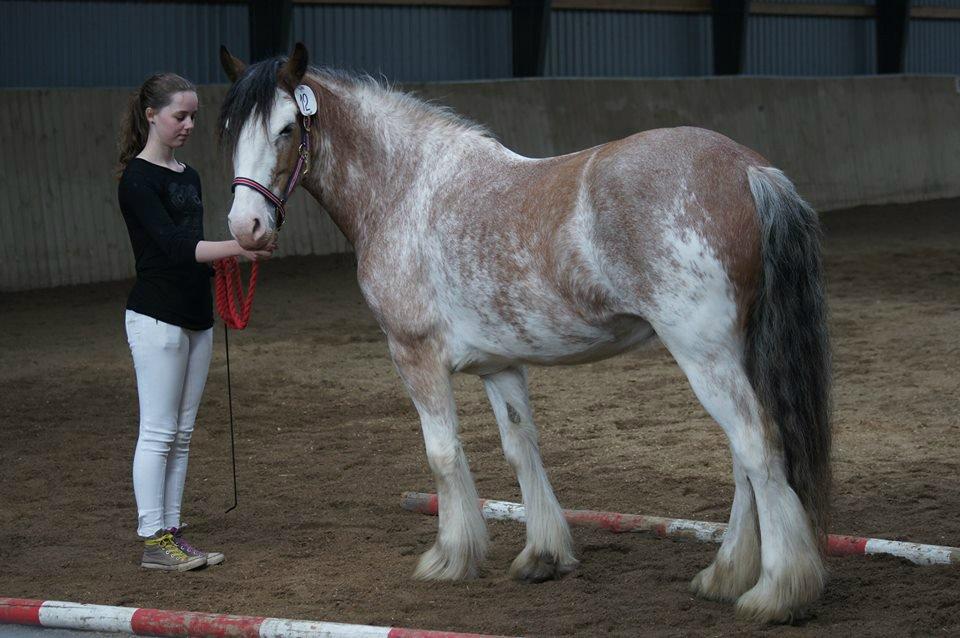 Irish Cob - Diamond [For evigt elsket] - Til kårring d. 26. maj 2013 billede 12