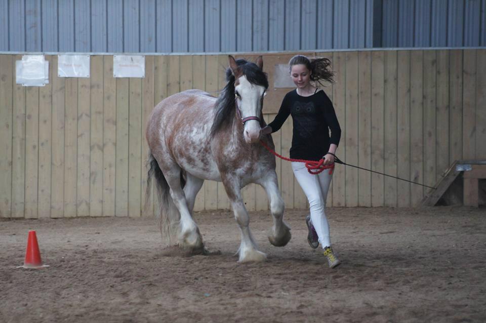Irish Cob - Diamond [For evigt elsket] - Til kårring d. 26. maj 2013 billede 14