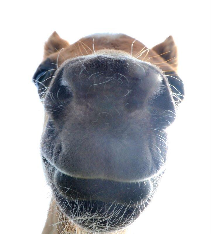 Miniature Rævhedegårds Elliot billede 14