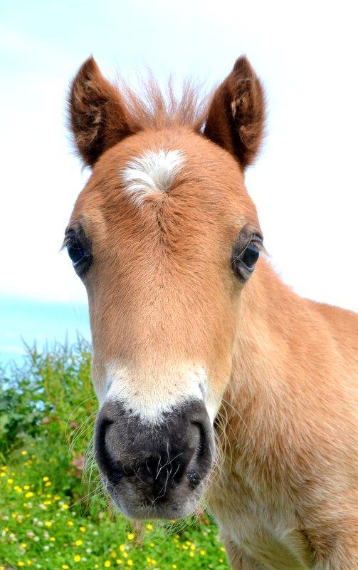 Miniature Rævhedegårds Elliot billede 15
