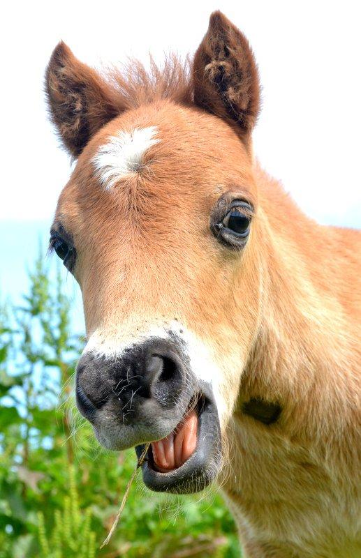 Miniature Rævhedegårds Elliot billede 16