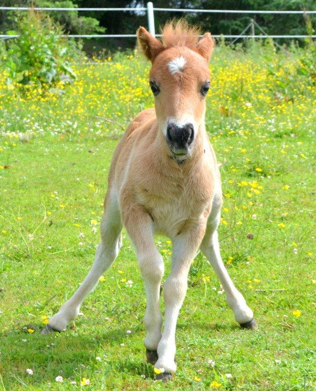 Miniature Rævhedegårds Elliot billede 17