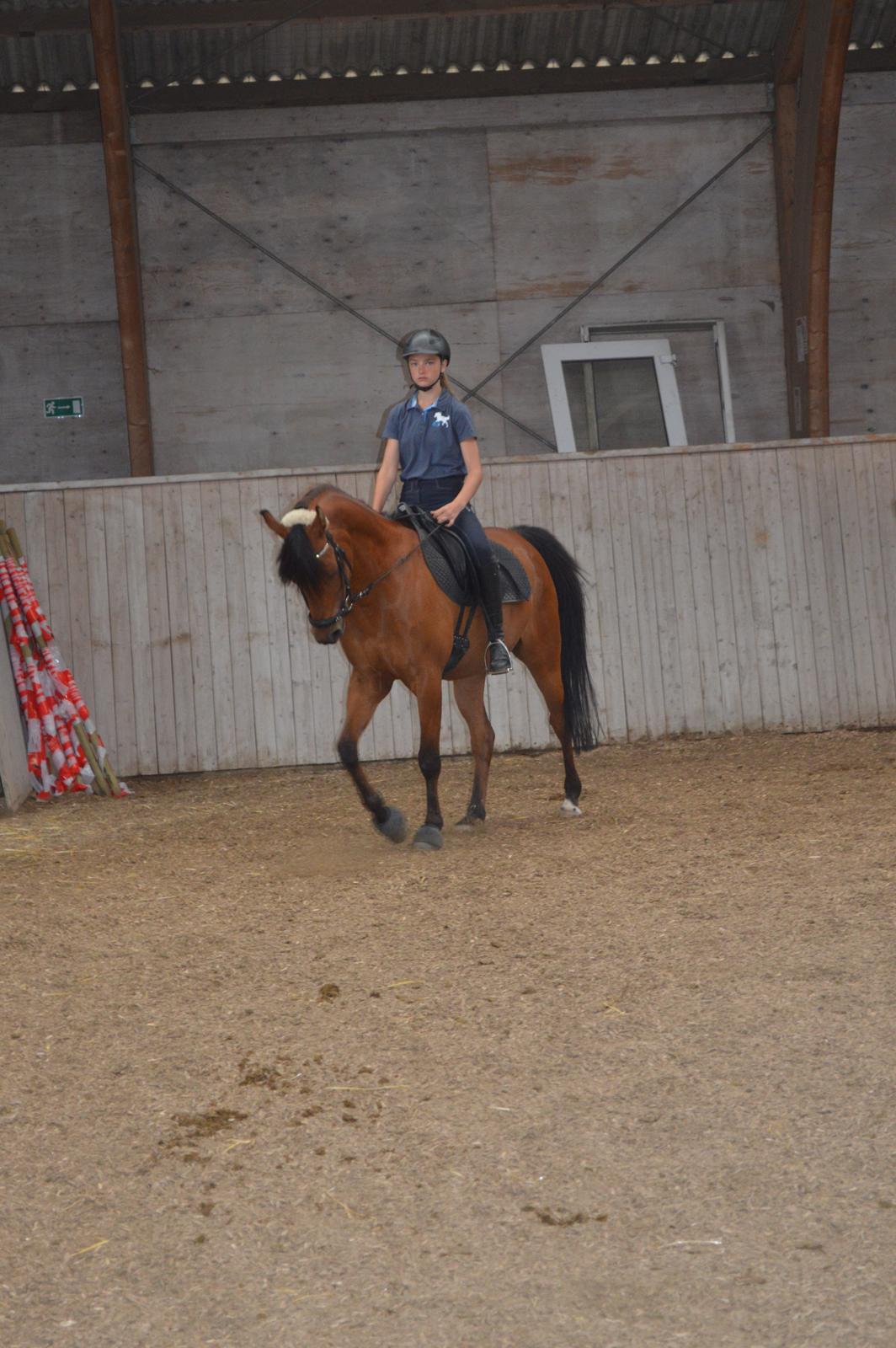 Arabisk fuldblod (OX) Wafeeq OX billede 6