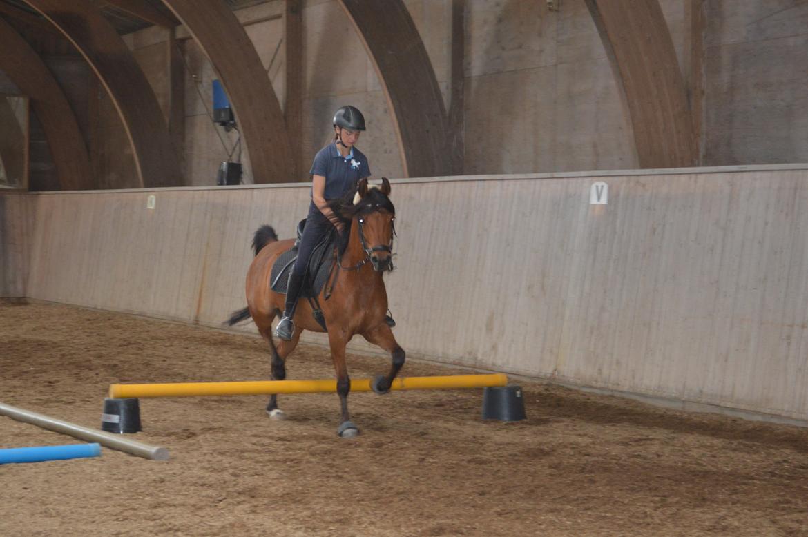 Arabisk fuldblod (OX) Wafeeq OX billede 11