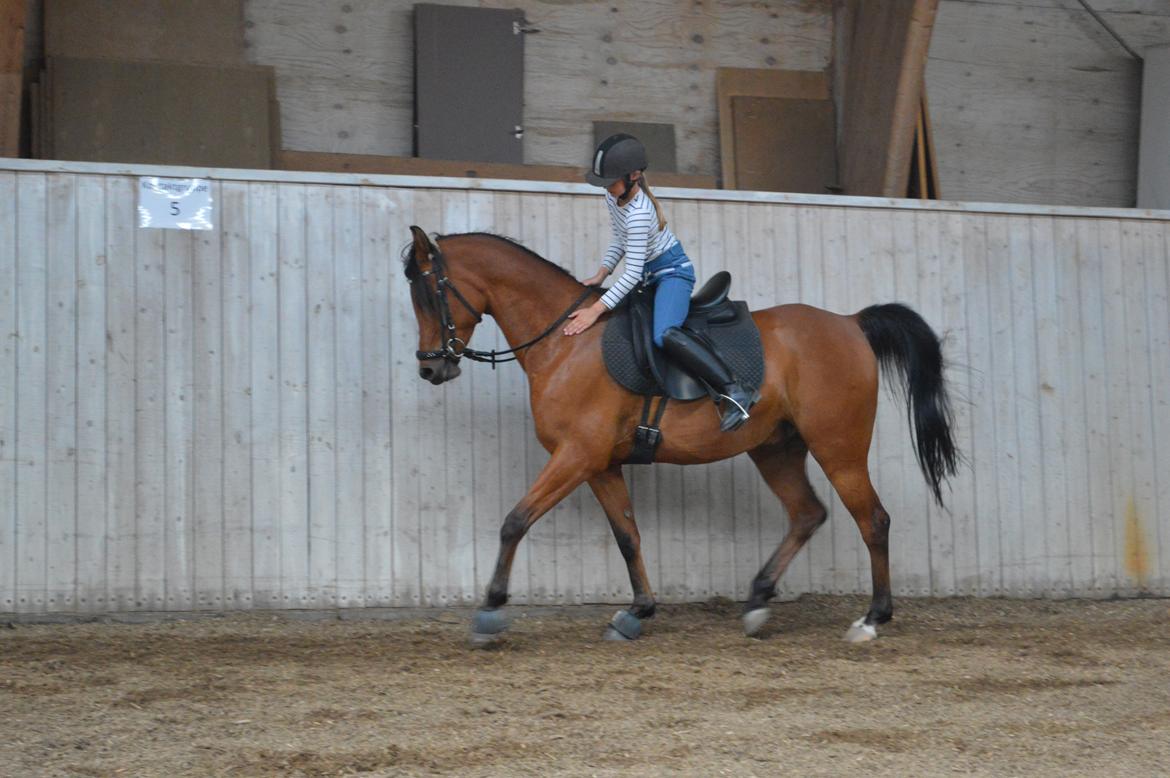 Arabisk fuldblod (OX) Wafeeq OX - god basse<3 billede 8