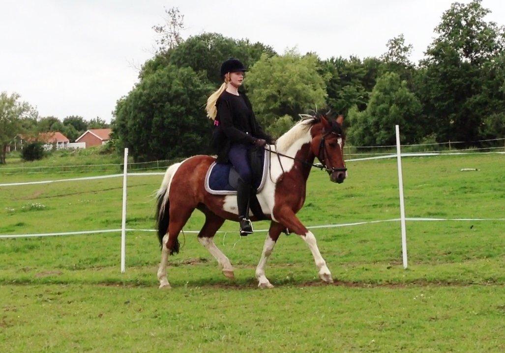 Anden særlig race Pinocchio Star billede 16