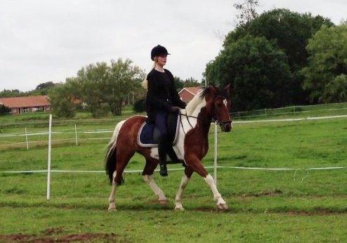 Anden særlig race Pinocchio Star - Lækker pony i en lækker øgning <3 billede 17