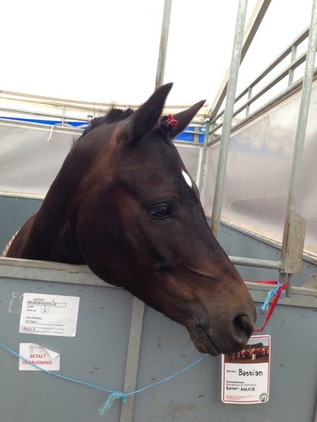 New Forest Løgtholt´s Bastian <3  - Bastian i sin lille boks til DM i team cup dressur <3 billede 13