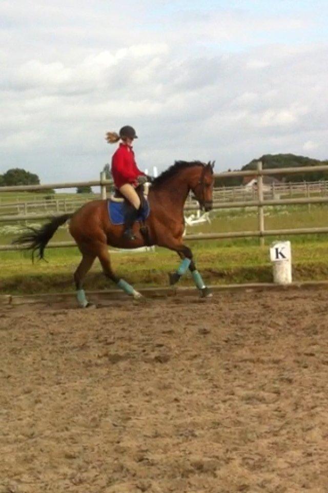 Dansk Varmblod Baunehøjens Florida billede 10