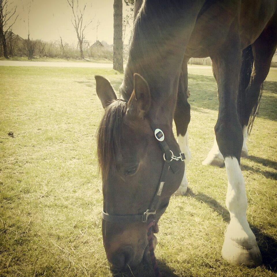 Dansk Varmblod - Laurberggaard's Ludwig - På gåtur med baby... billede 27