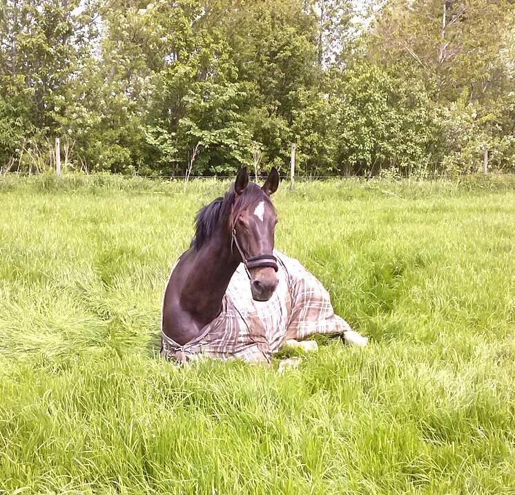 Dansk Varmblod - Laurberggaard's Ludwig - Det bedste syn at komme ud til om morgenen <3 billede 35