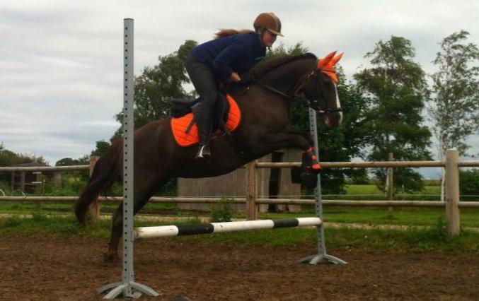 Anden særlig race Honey (Har redet) - 3 gang jeg rider hende og første gang jeg springer på hende billede 26