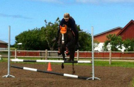 Anden særlig race Honey (Har redet) - 3 gang jeg rider hende og første gang jeg springer på hende billede 25