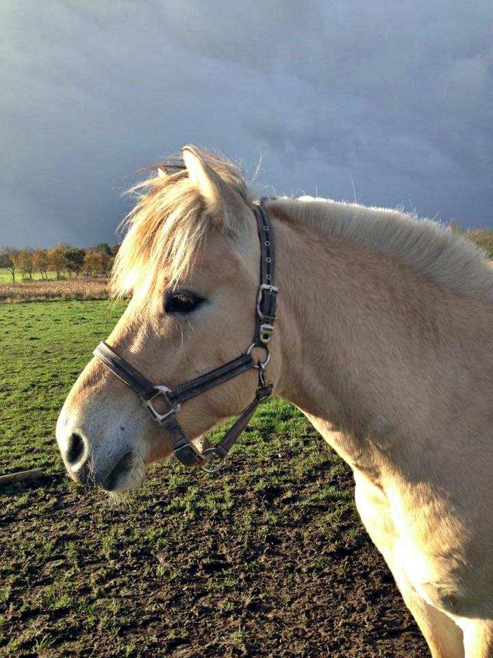Fjordhest Oscar Vårby billede 41
