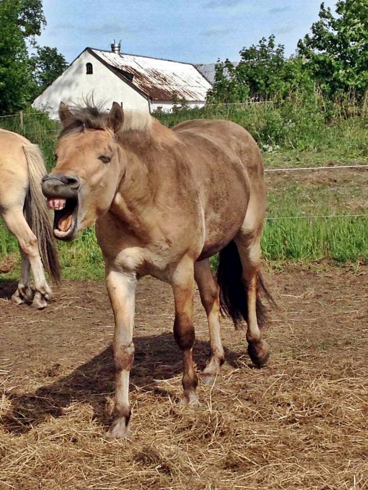 Fjordhest Oscar Vårby billede 38