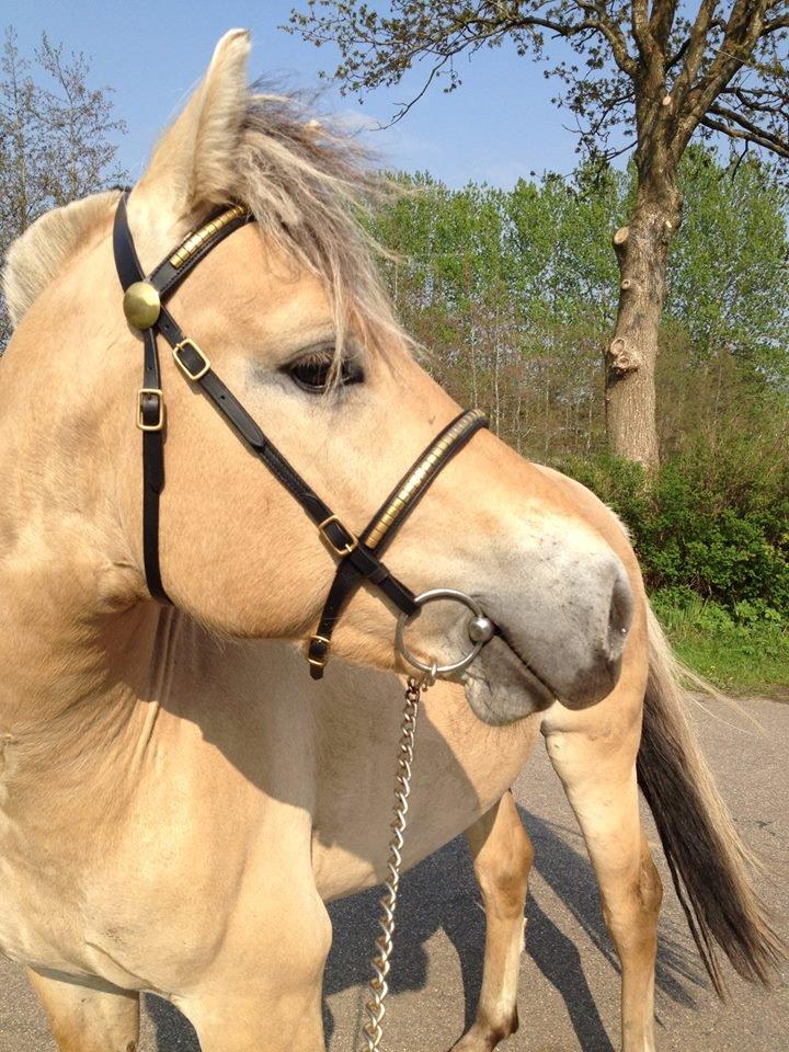 Fjordhest Oscar Vårby billede 40