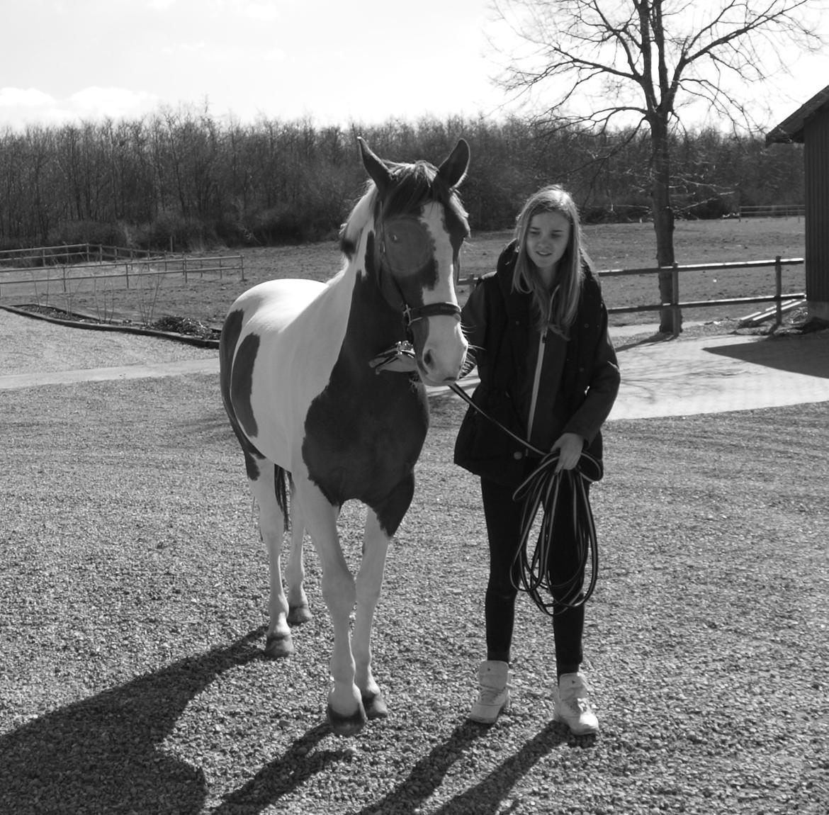 Hollandsk Sportspony Monique (For sale) - I nat sendte jeg engel for at passe på dig, men englen kom hurtigt tilbage. Den så mig i øjnene og sagde, engle vogter ikke over andre engle! <3 billede 22