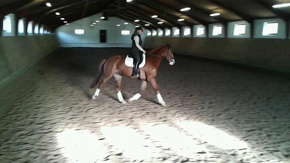 Dansk Varmblod Engholms Windcome billede 11