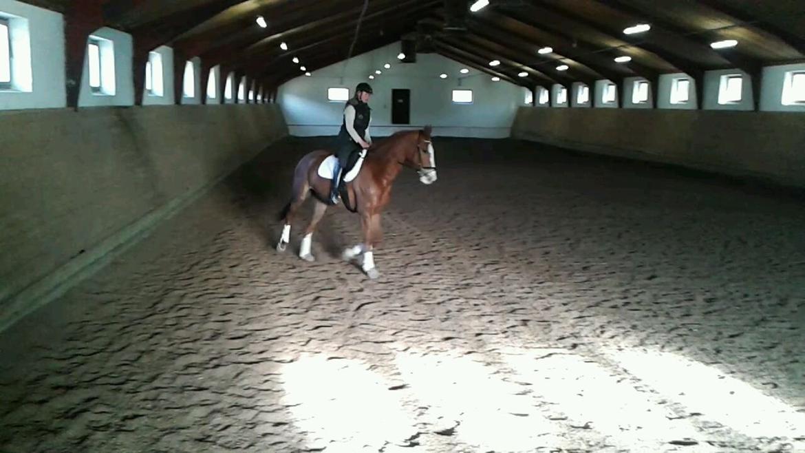 Dansk Varmblod Engholms Windcome billede 14