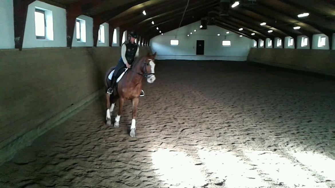 Dansk Varmblod Engholms Windcome billede 10