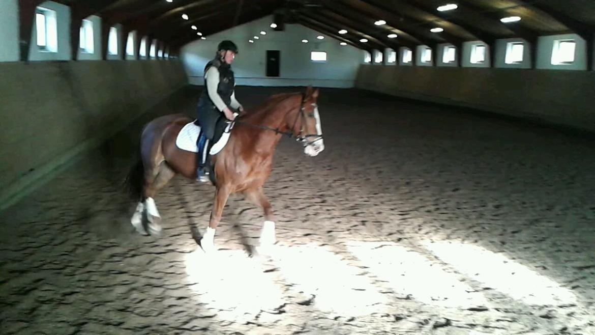 Dansk Varmblod Engholms Windcome billede 12