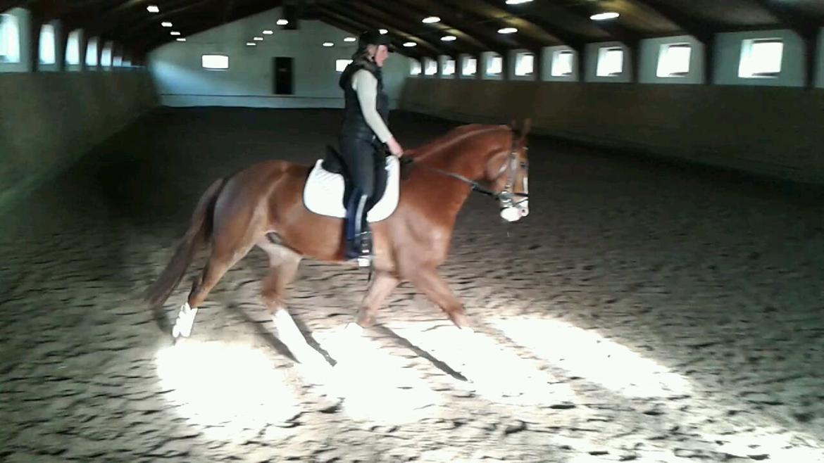 Dansk Varmblod Engholms Windcome billede 4