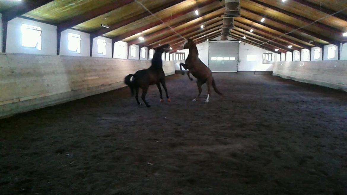Dansk Varmblod Engholms Windcome - Vild leg i hallen med Picasso.. Hans bedste ven :) billede 16
