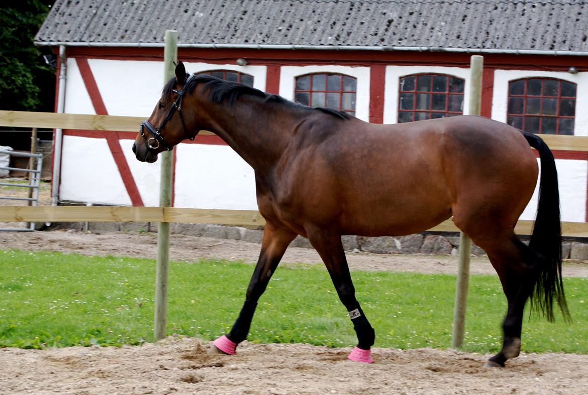 Dansk Varmblod Hjælmsbjergs Chakira billede 18