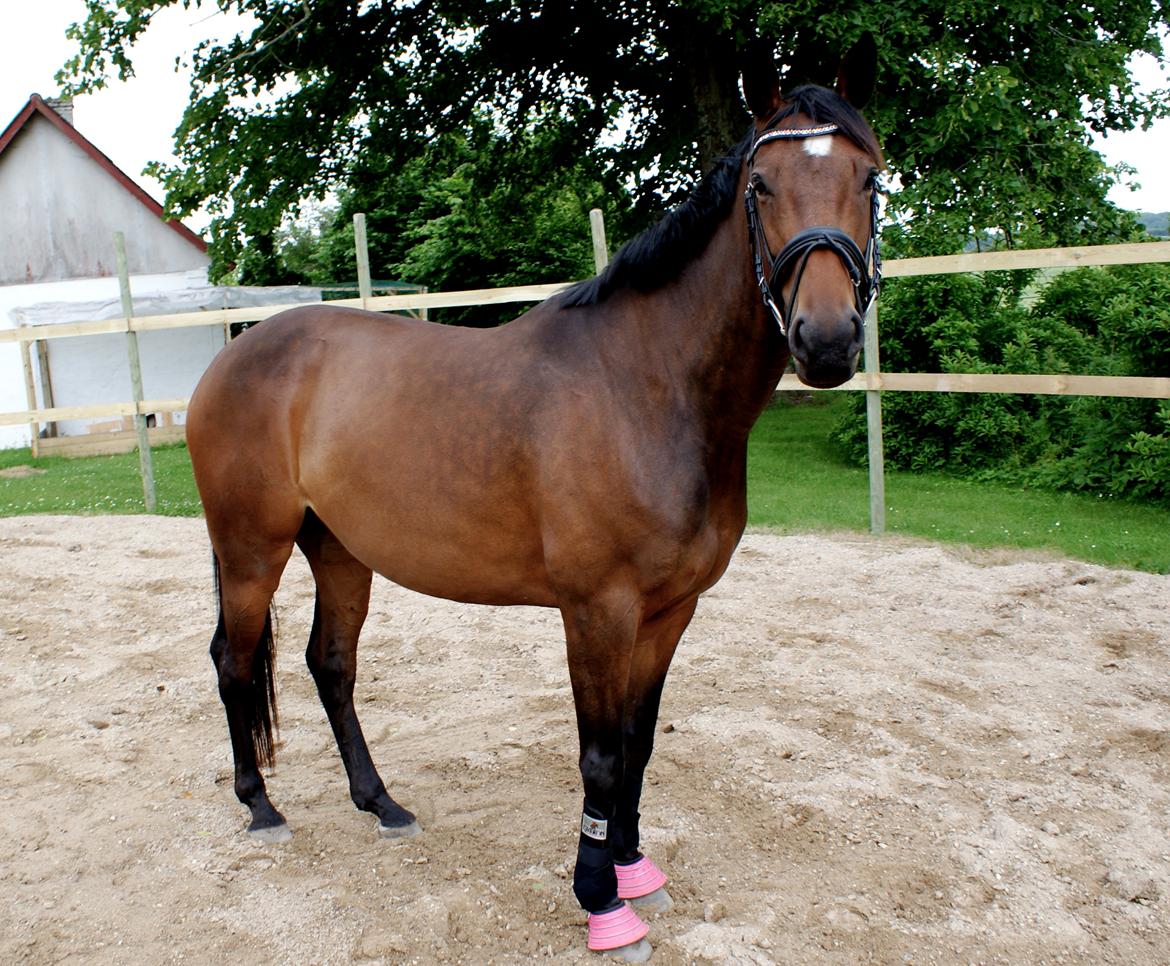 Dansk Varmblod Hjælmsbjergs Chakira billede 19