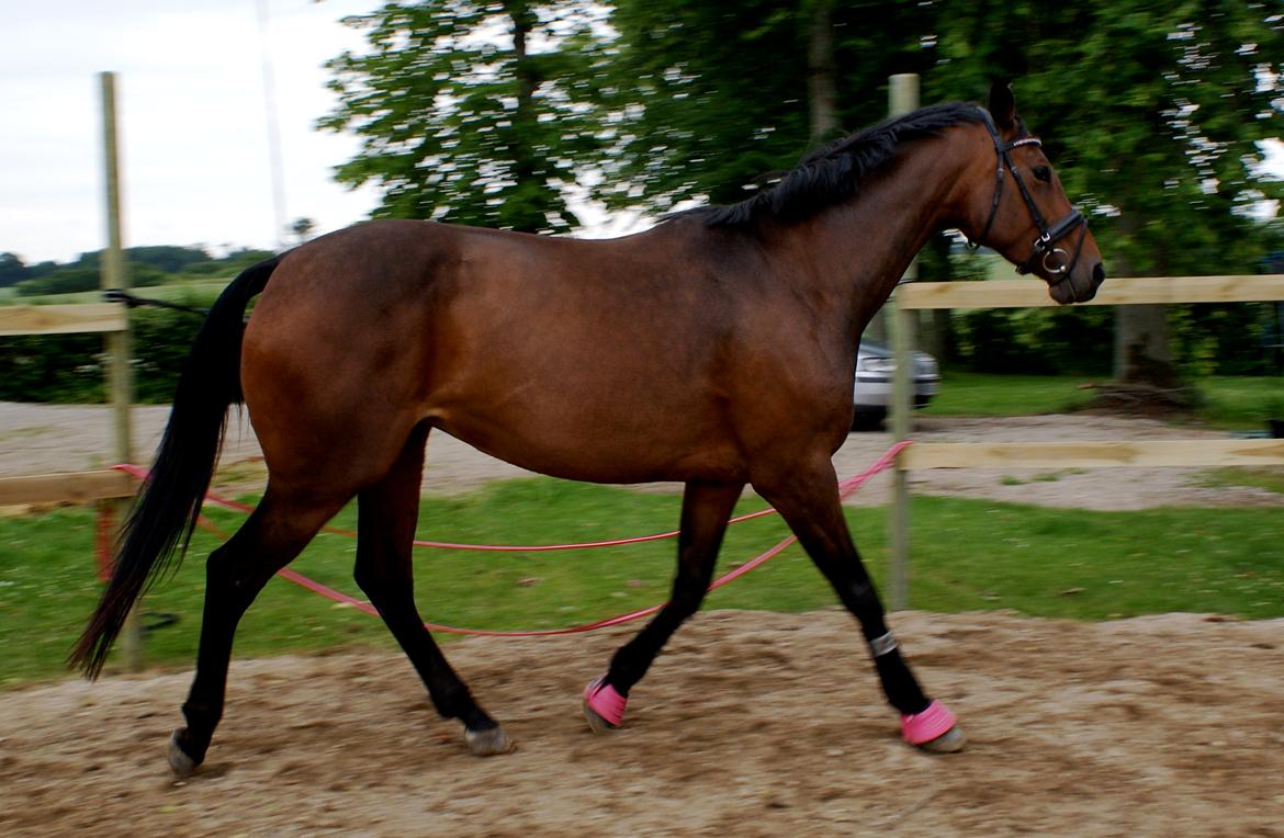 Dansk Varmblod Hjælmsbjergs Chakira billede 20
