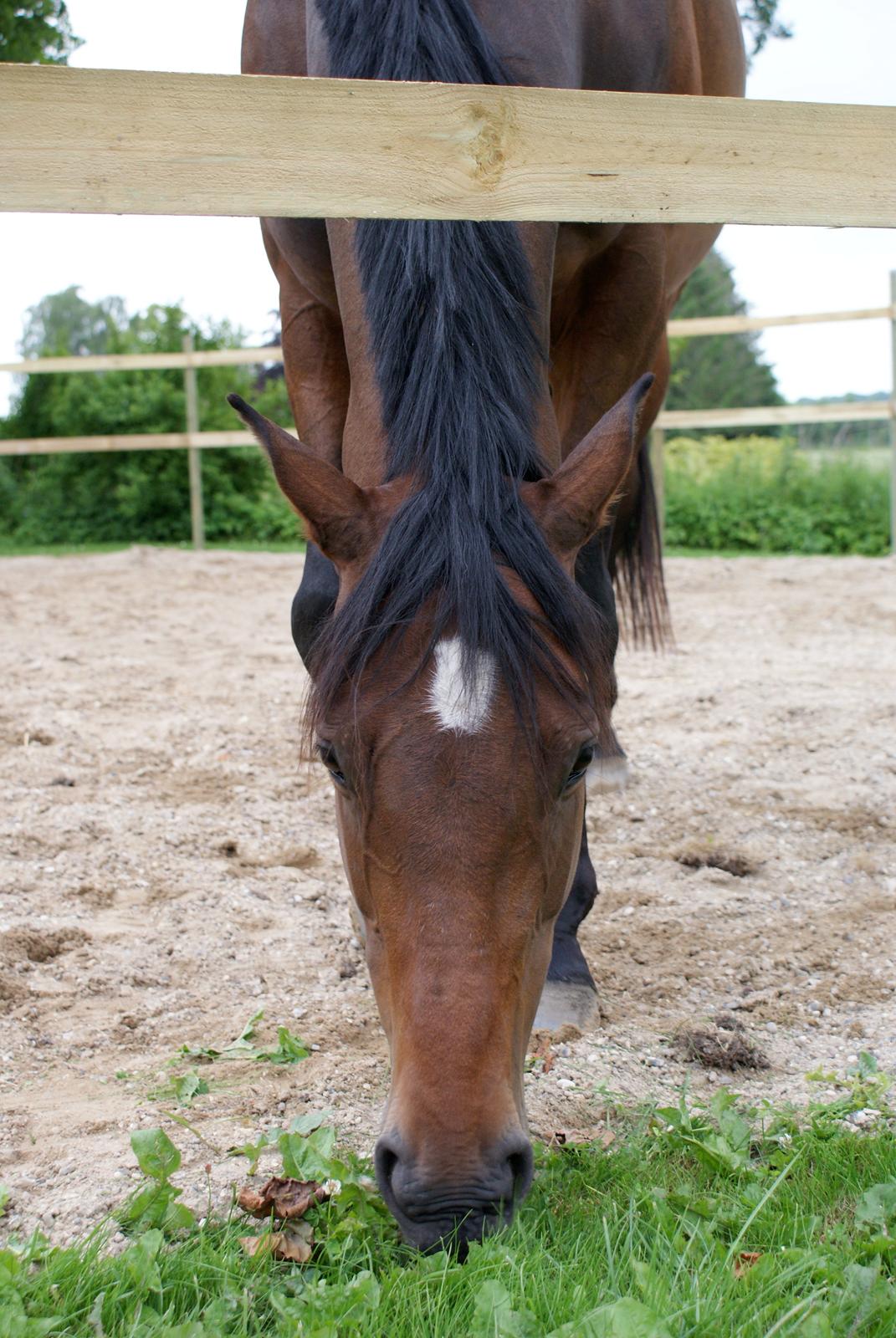 Dansk Varmblod Hjælmsbjergs Chakira billede 1