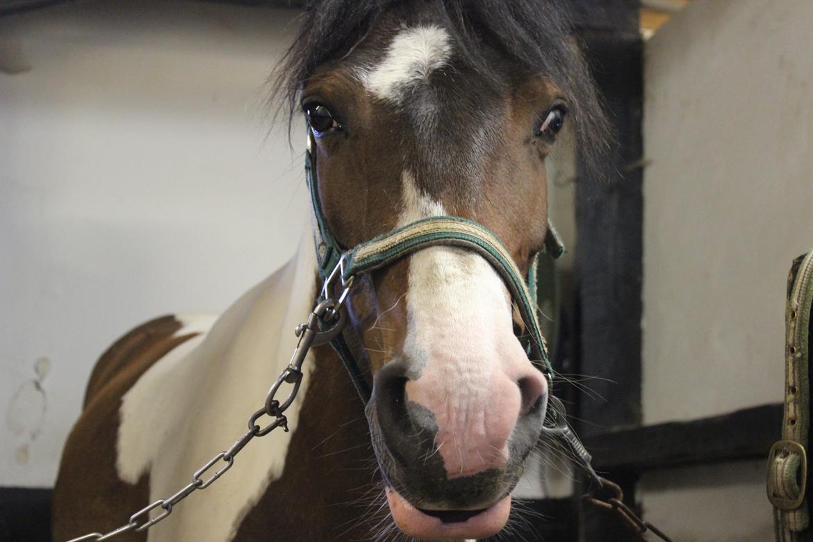 Anden særlig race Jack (savnet) - <3 billede 19