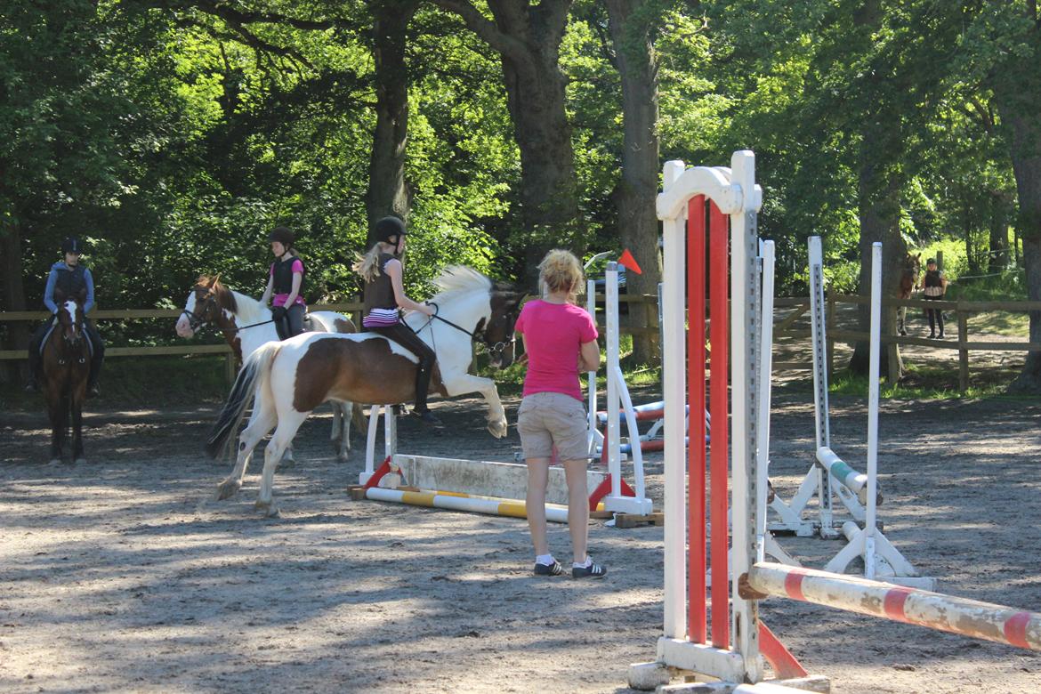 Anden særlig race Jack (savnet) - planke<3 uden sadel <3 billede 16