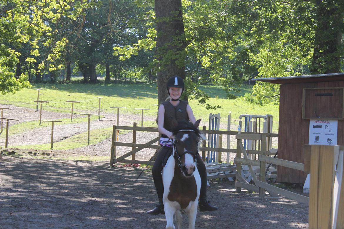 Anden særlig race Jack (savnet) - uden sadel <3 billede 18