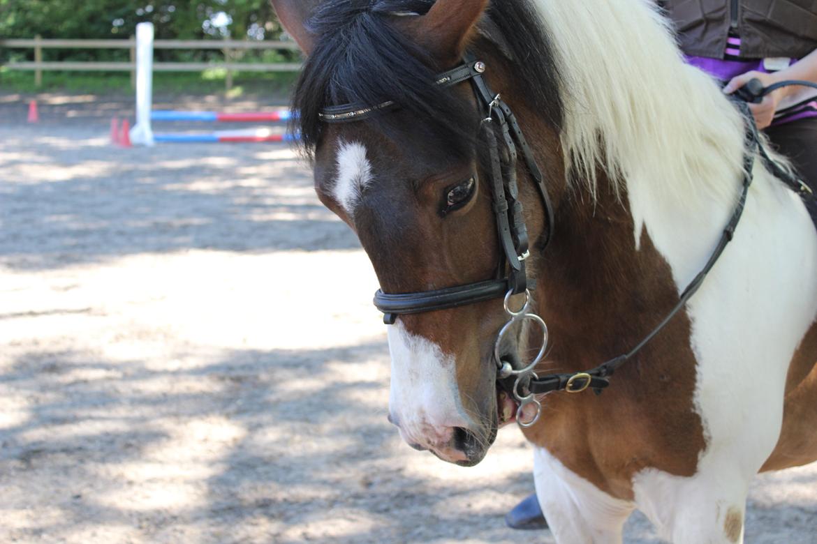 Anden særlig race Jack (savnet) - Man går da selv til bidet en gang imellem <3 billede 15