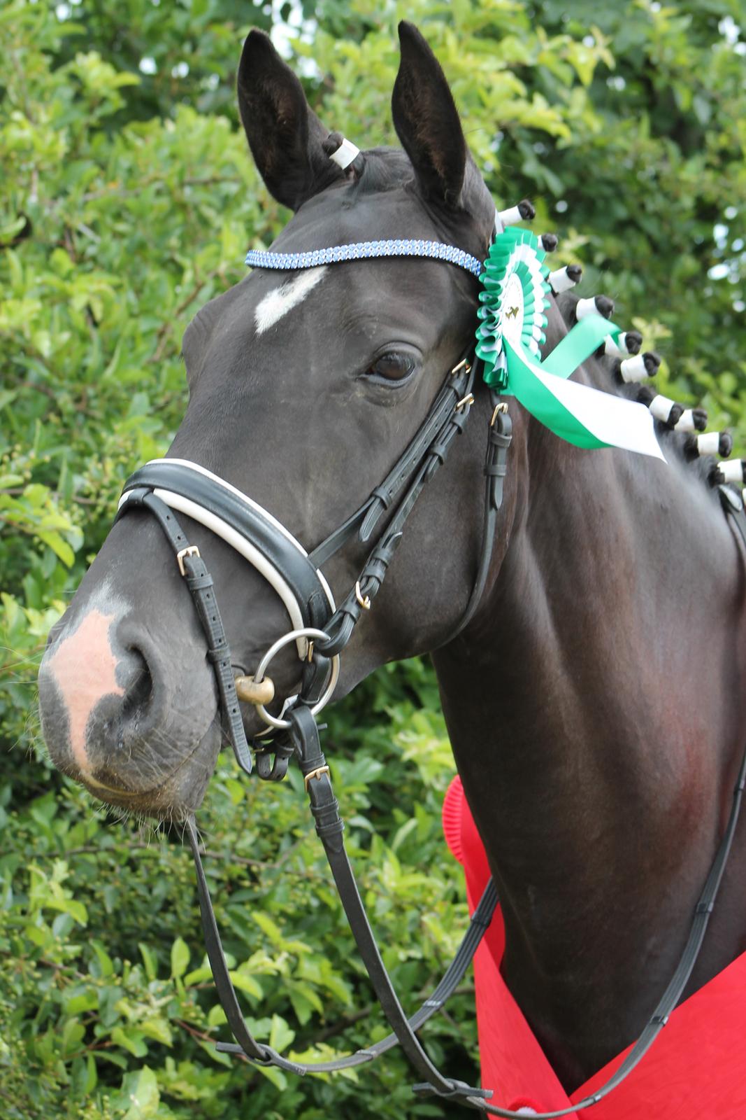 Dansk Varmblod DIA DE CANNON - VELKOMMEN TIL MIN UNGE STJERNE!

INTET MÅ KOPIRES! billede 8