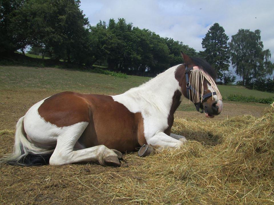 Anden særlig race Jack (savnet) - hyggetrold <3  billede 27