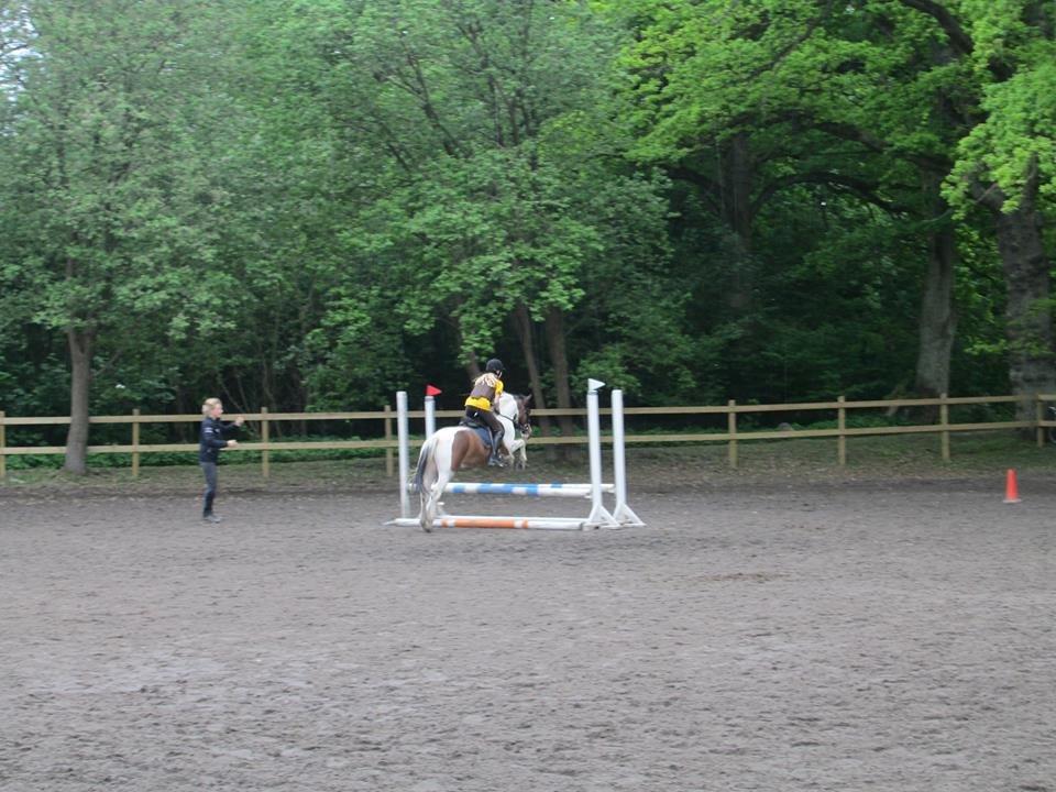 Anden særlig race Jack (savnet) - Den højeste oxer vi har sprunget indtil videre <3 billede 13