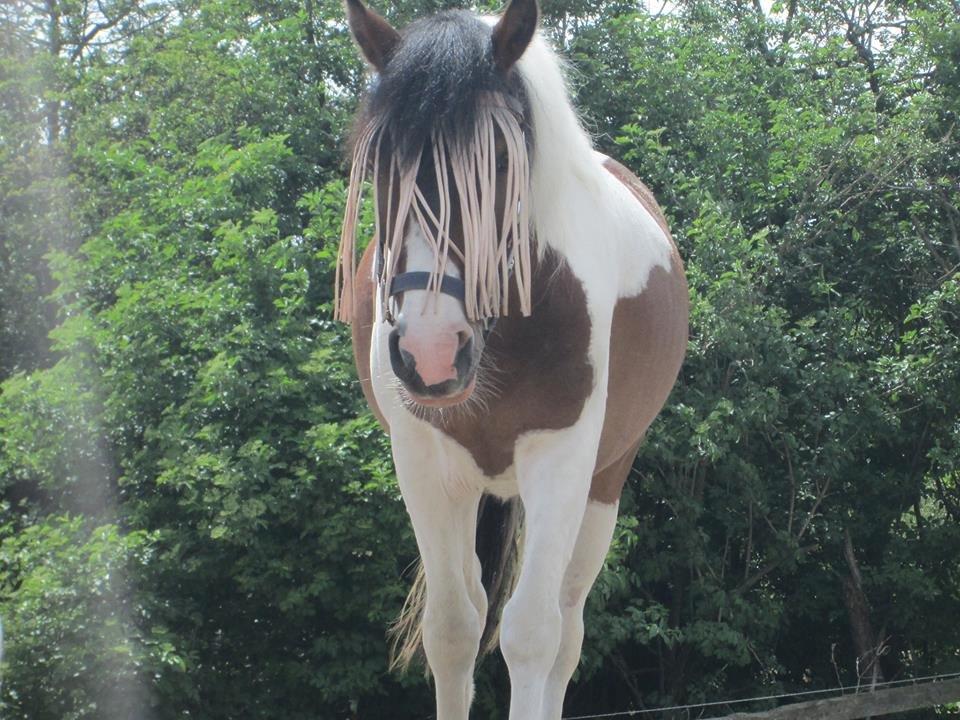 Anden særlig race Jack (savnet) - Tykke <3 billede 12